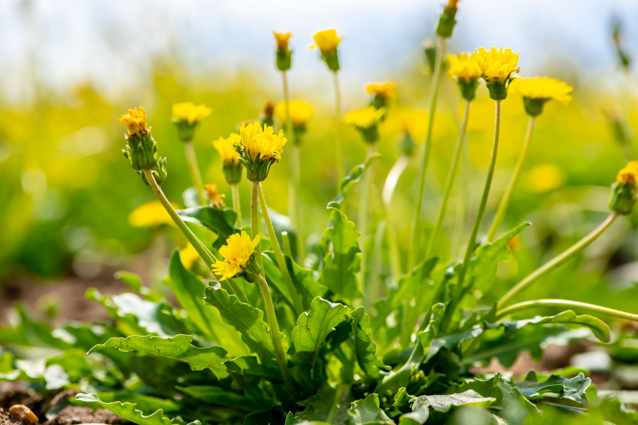 Taraxagum Dandelion Dandelion on a field