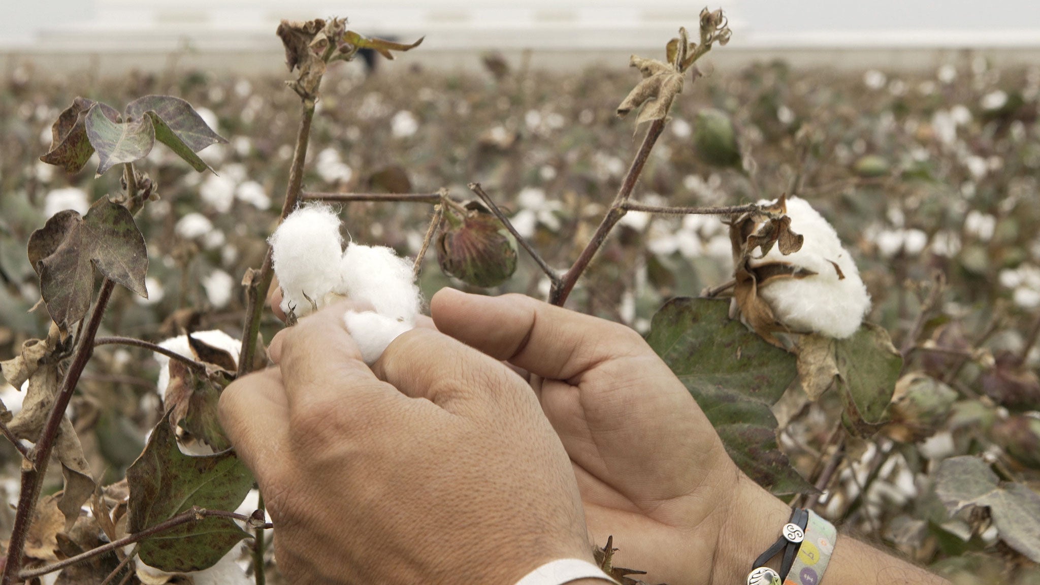 Cotton plants