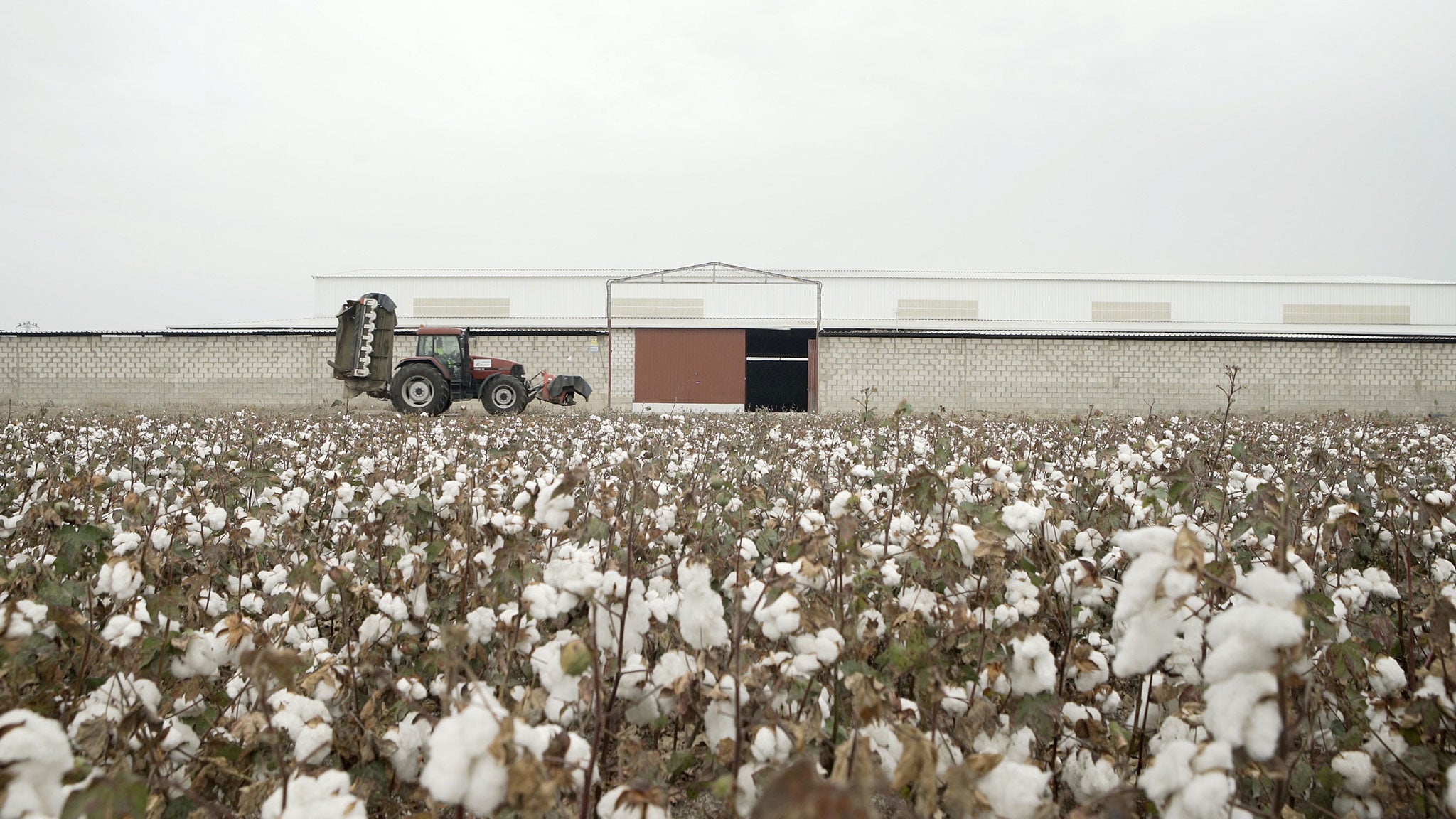 Cosechasur Cotton field by Cosechasur