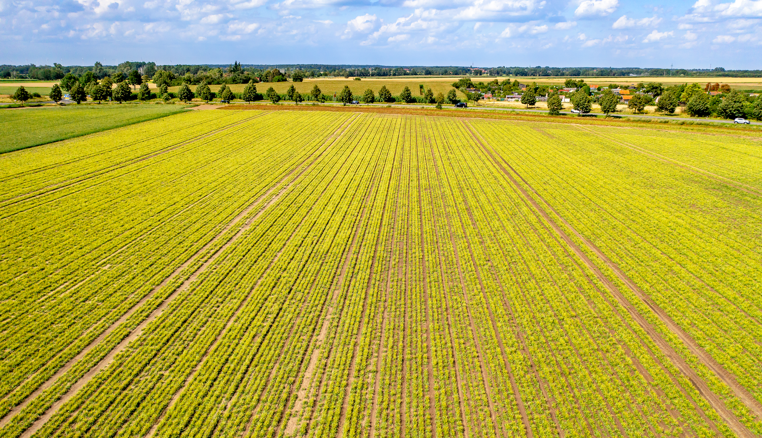 Aerial view dandelion field Dandelion field